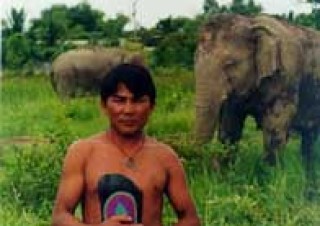 elefant thai