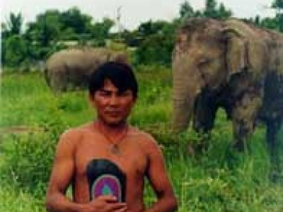 elefant thai